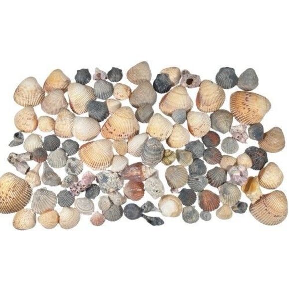 Lg Sea Shells Huge Lot Beautiful Assorted Seashells 3+ lbs. Crafts Decor Collect - Picture 2 of 10